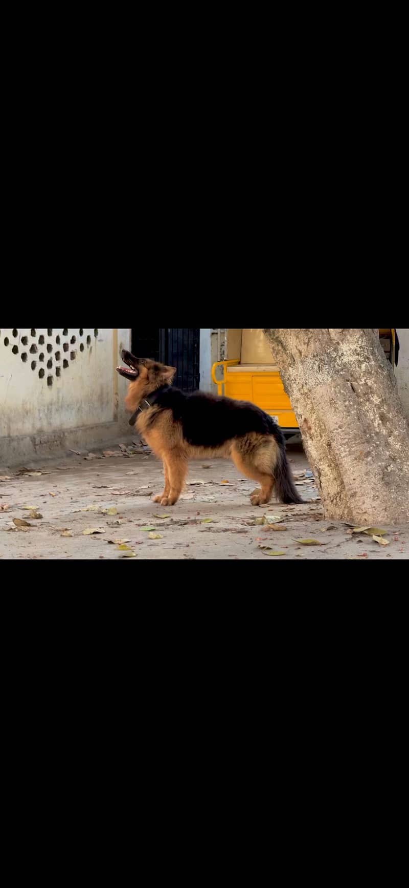 German sheperd 0