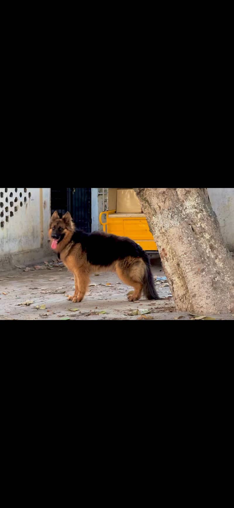 German sheperd 2