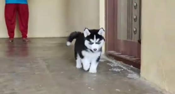 Siberian husky fore sale Whatsapp number 0340.4237994