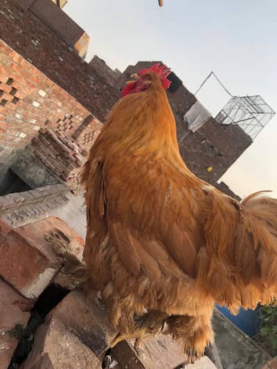 Golden & White buff breeders available
