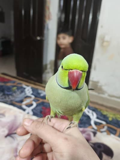 talking male parrot