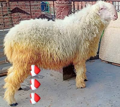 Mundra | qurabani dumba | sheep For Sale