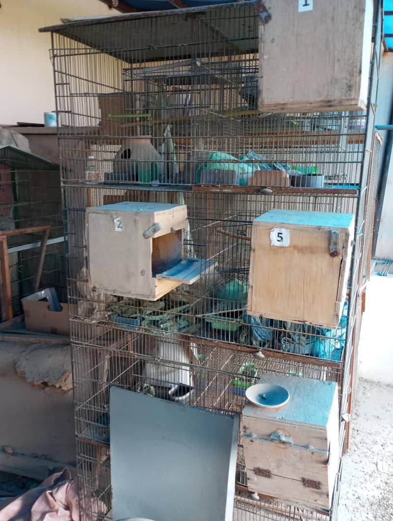cages 1
