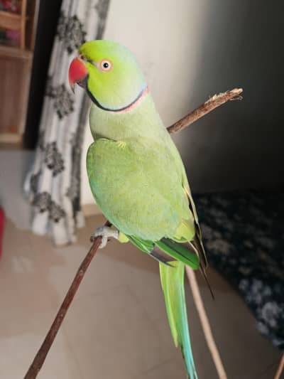 male talking parrot