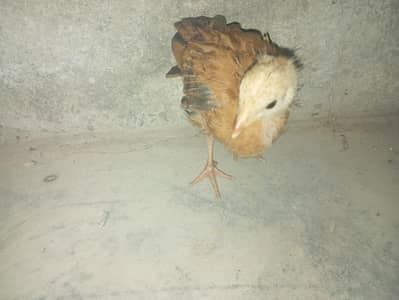 chicken  for sell
