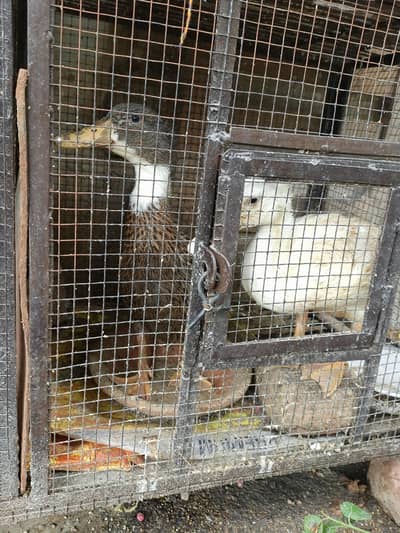 Duck available for sale