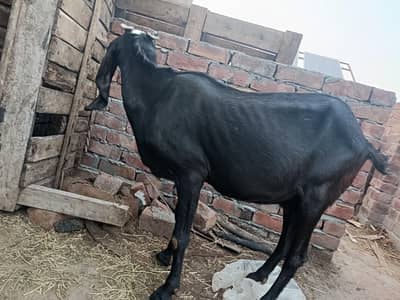 nagra bakra or amratsari betal goat