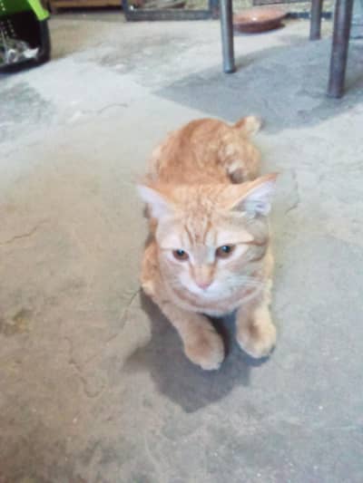 cat urgent sale