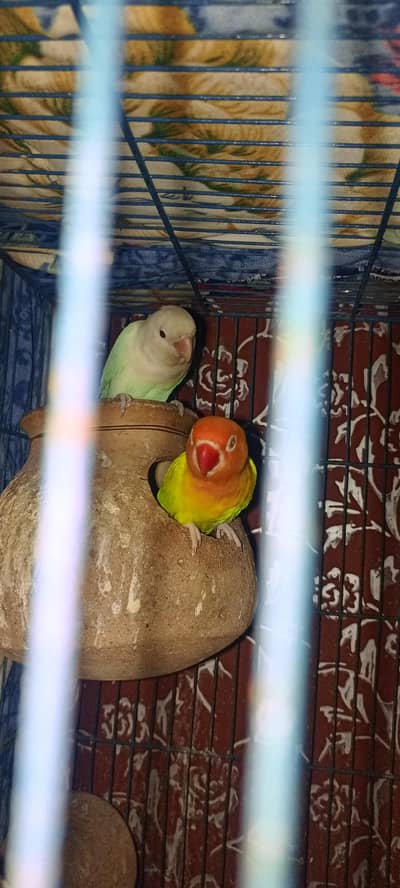 4 pairs and 8 box cage urgent sell.