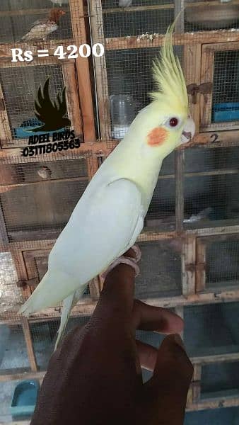 Hand tame cocktail