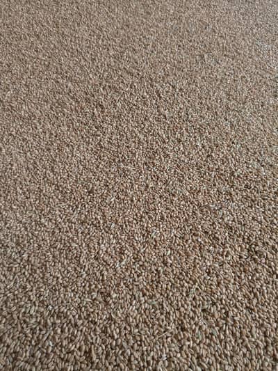 ghandam crops for sell