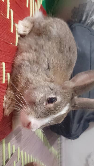 Rabbits  Pair