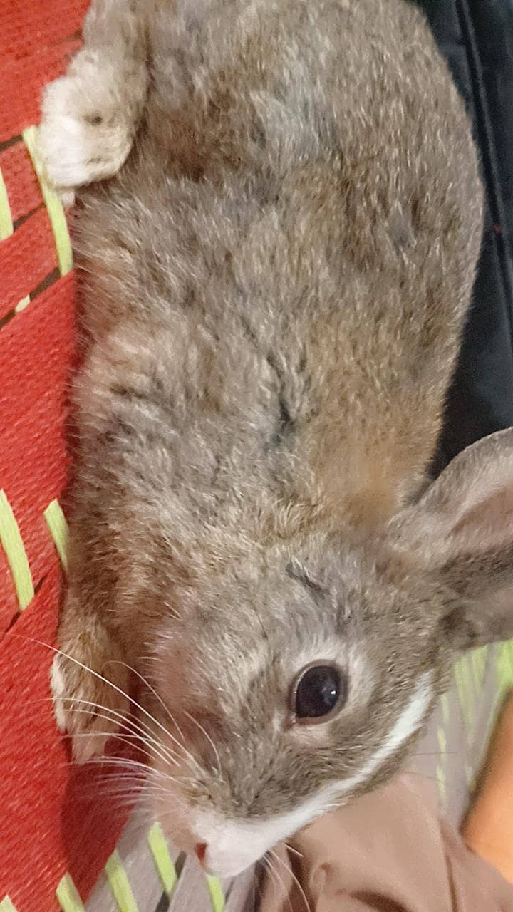 Rabbits  Pair 1