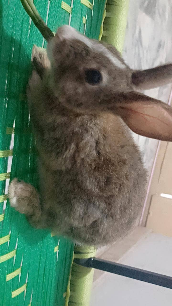 Rabbits  Pair 2