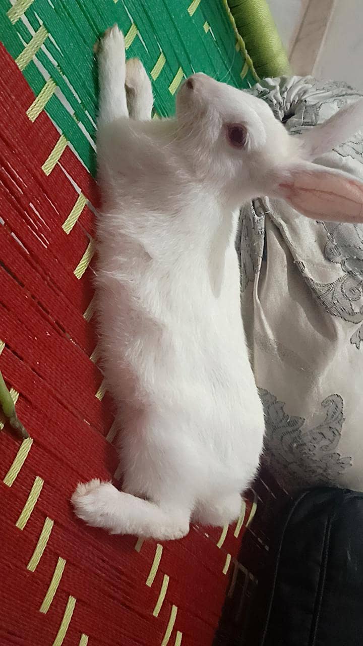 Rabbits  Pair 3