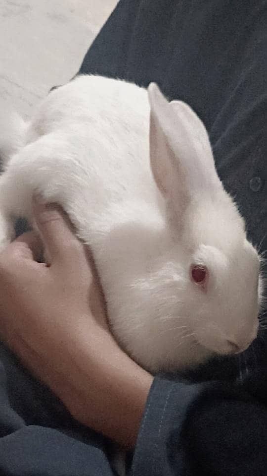 Rabbits  Pair 4