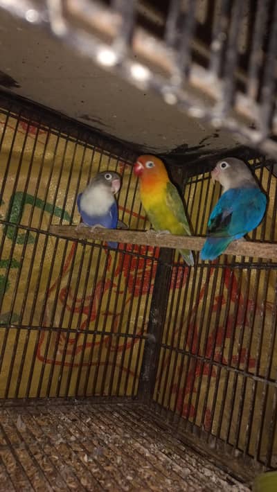 love bird