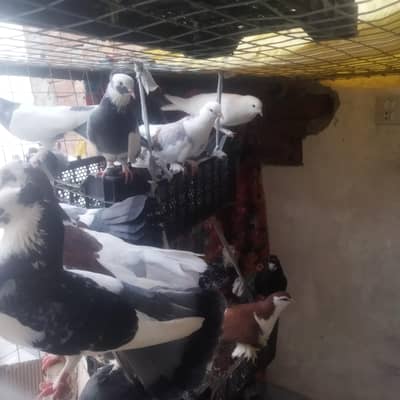 Healthy & Beautiful Pigeons for Sale 
