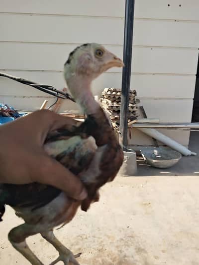aseel hen with 4 chicks