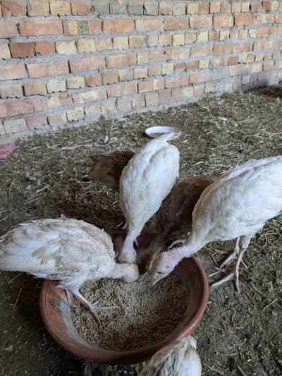 Turkey chicks full high quality