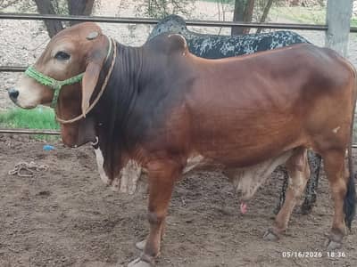 bull / wachay / qurbani animal / qurbani janwar