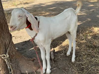 Qurbani Goat