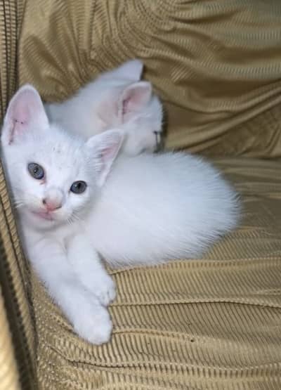White Persian kittens (Fixed)