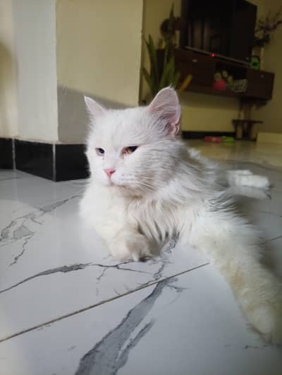 Persian Male Cat healthy & Active