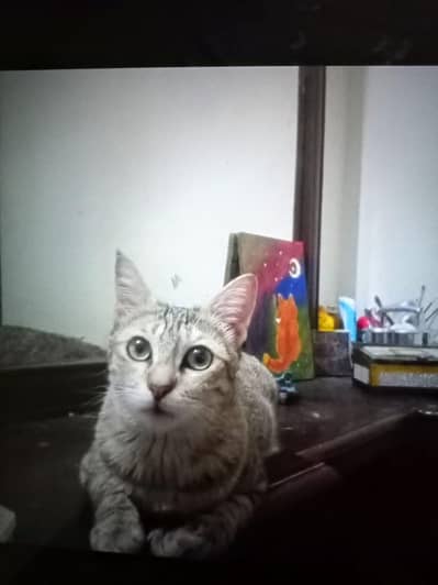 Cat and kittens
