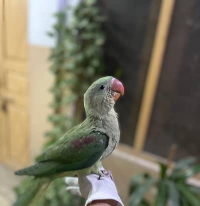 Raw parrot