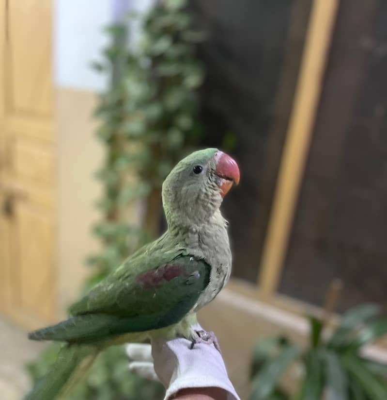 Raw parrot 0