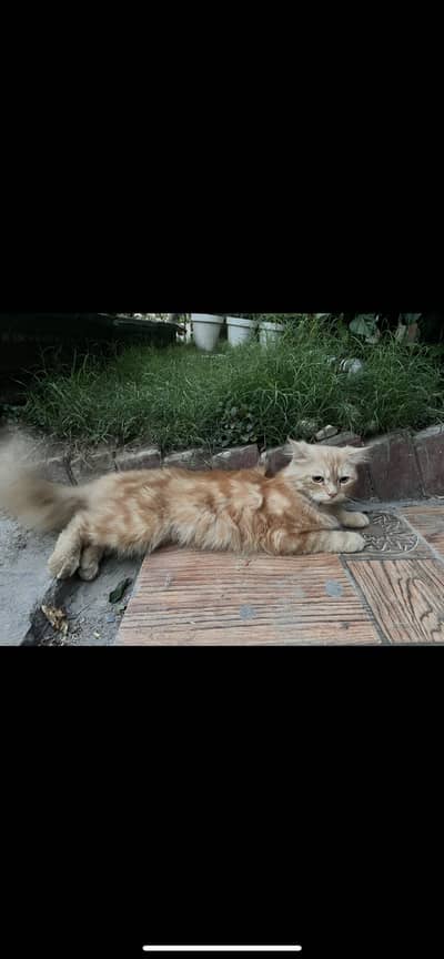Persian / Domestic Long