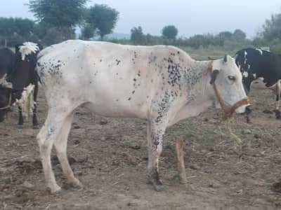 Verhi (cow) For Qurbani
