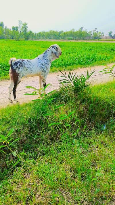 Rajanpuri Cross cheena Bakra