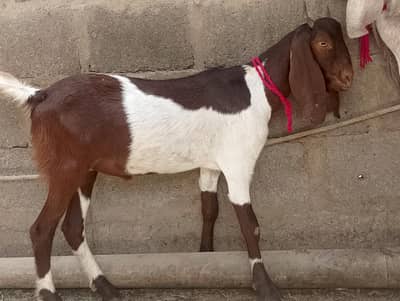 khassi Bakra,bakre,2 dant,qurbani 2026,Munda ablak tapra