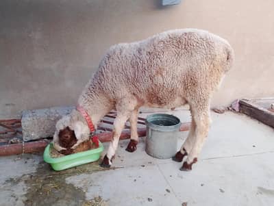 dumba male for sale