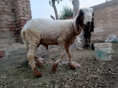 White dumba for sale qurbani 2026 ke liye