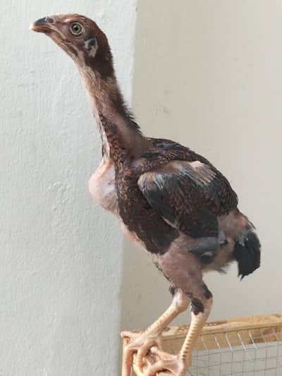 gama breed