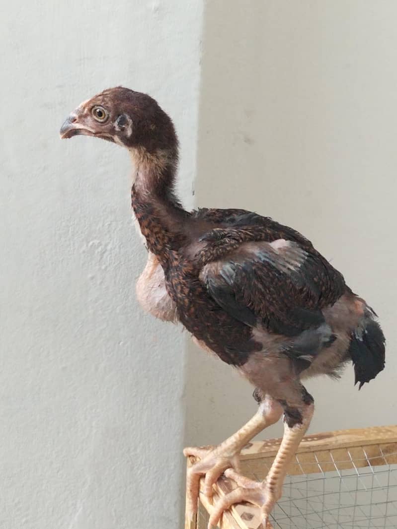 gama breed 3