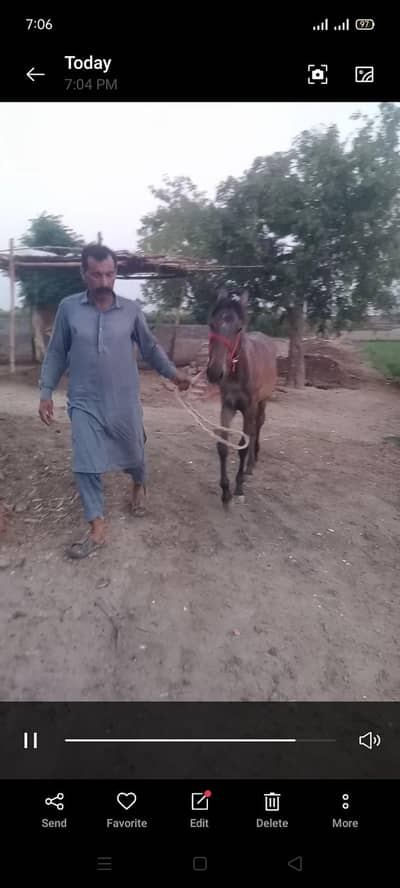 female horse for sale,best breed best quality