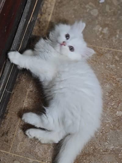 Persian kittens