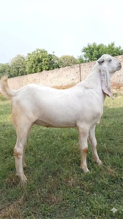 2 dant bakra ful white 50 to 60 kg weight