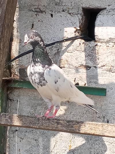 ch shab wali femail for sale