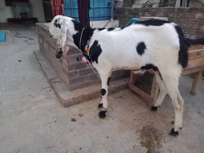 Desi bakra for sale