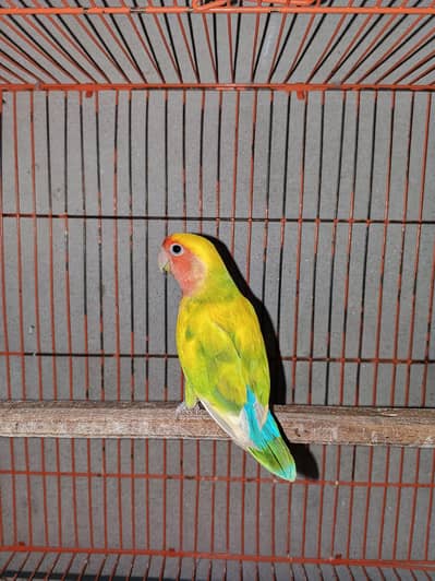 love birds