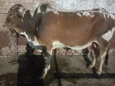 Qurbani