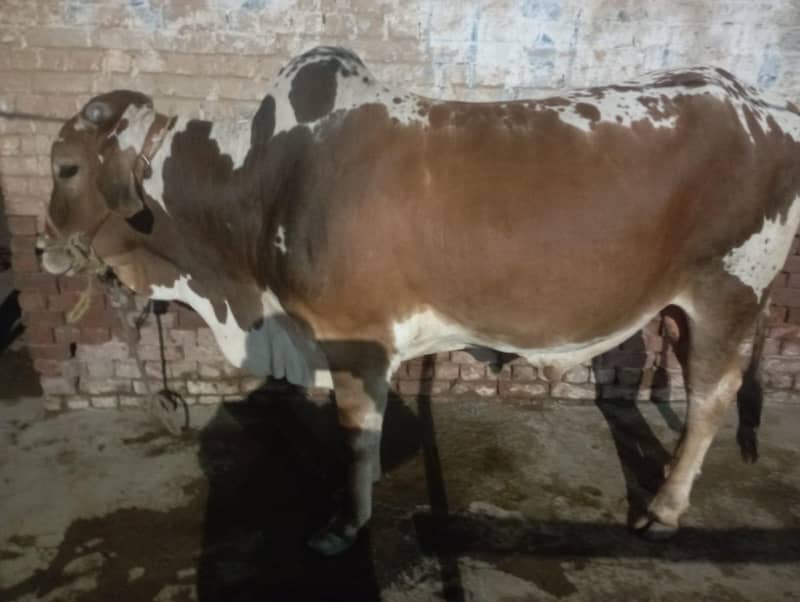 Qurbani 1