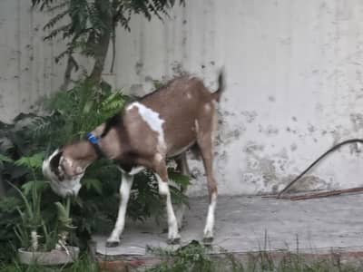 bakra