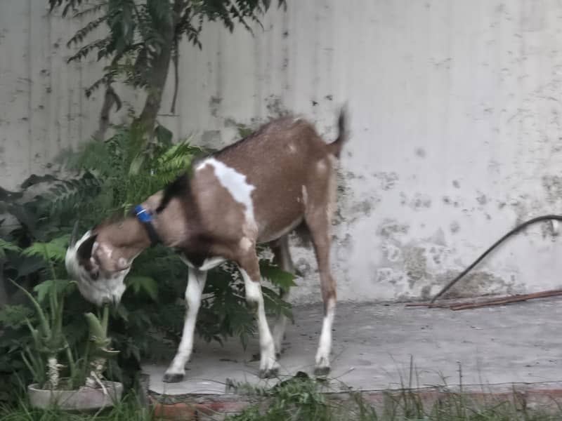bakra 0