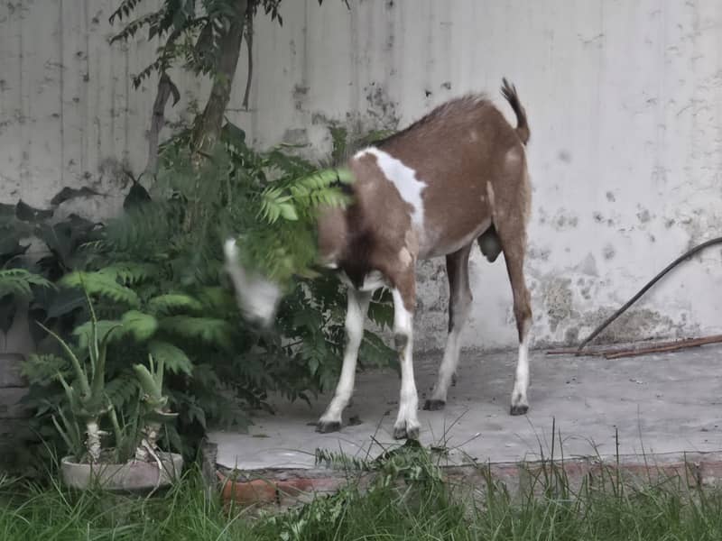 bakra 1